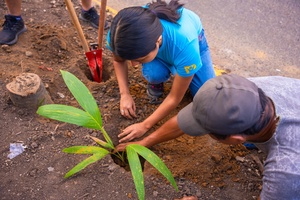 Volunteers planting trees on the main avenues. (Photo: UPN)